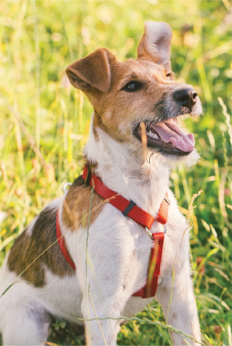 Amenities PetFriendly Shadyside Apts Industry Pittsburgh